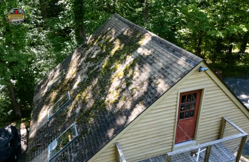 moss on roof shingles during a professional roof inspection in Maryland
